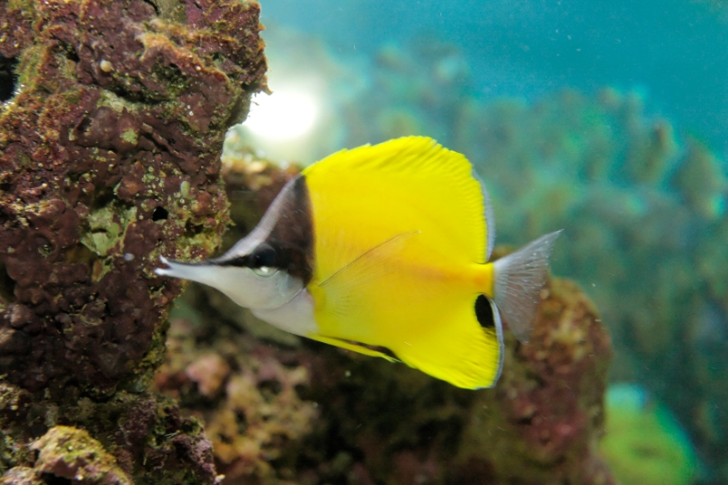 Forcipiger flavissimus (yellow longnose Butterflyfish), Aquarium.jpg - Forcipiger flavissimus (yellow longnose Butterflyfish)